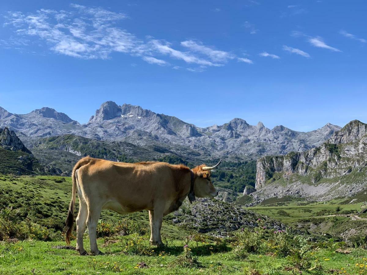 Apartmán Telena Onís Exteriér fotografie